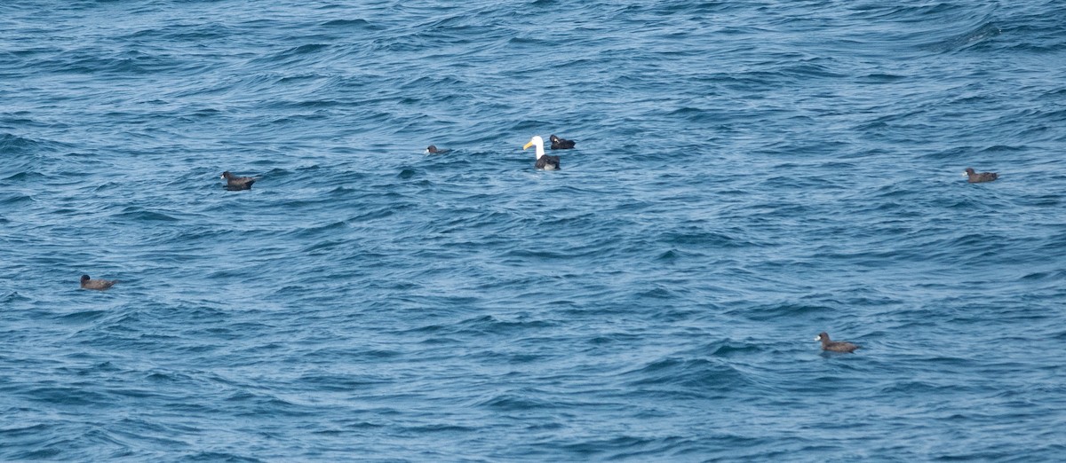Waved Albatross - ML618023684