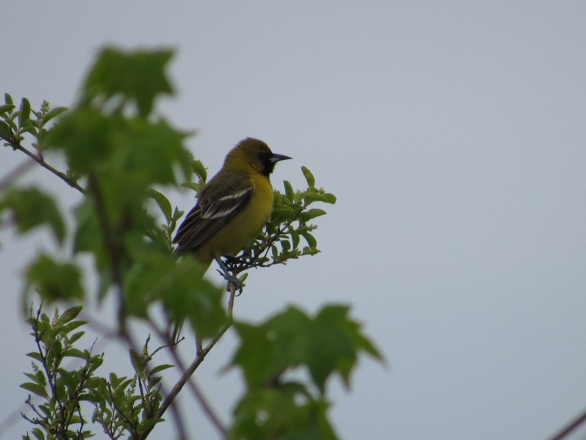 Orchard Oriole - ML618023699