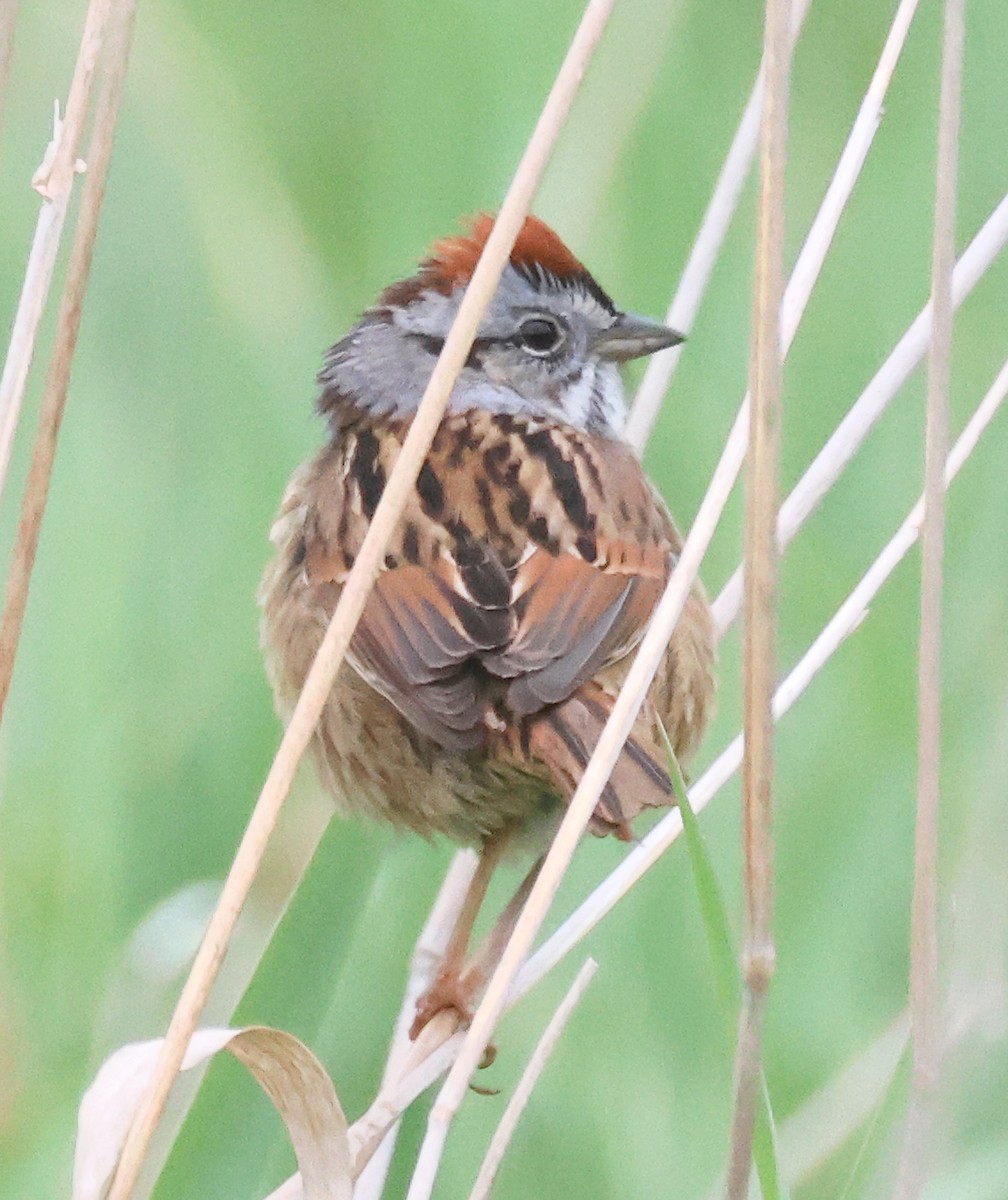 Swamp Sparrow - ML618023701