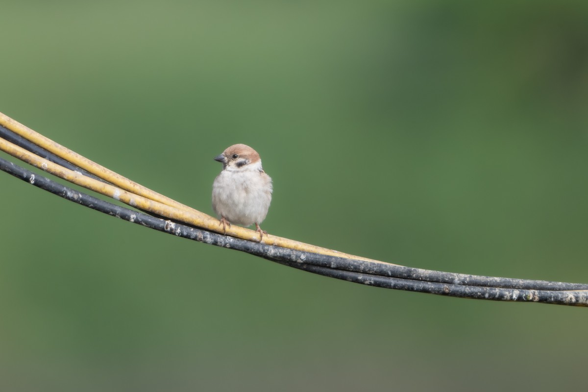Eurasian Tree Sparrow - Guido Van den Troost