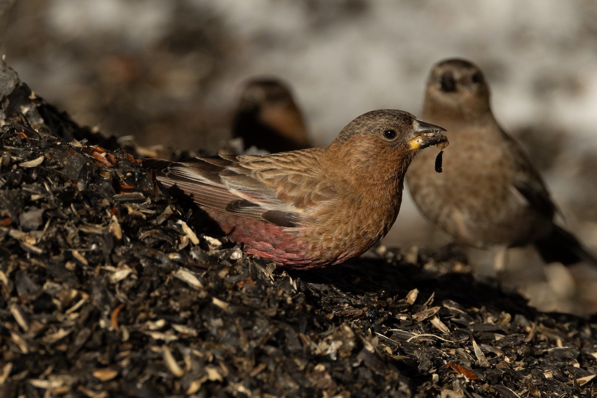Brown-capped Rosy-Finch - ML618023717