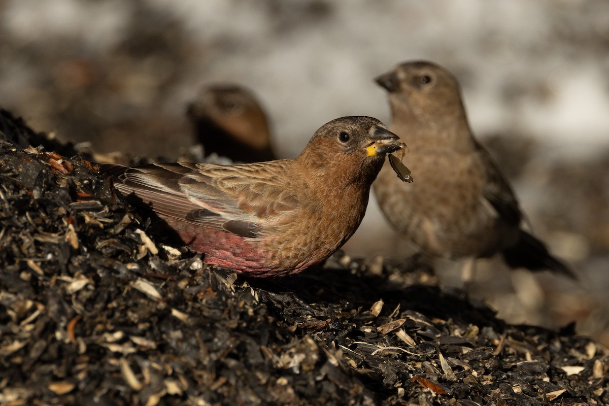 Brown-capped Rosy-Finch - ML618023718