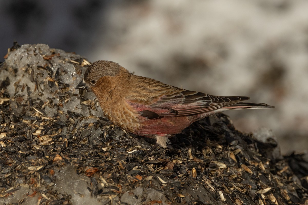 Brown-capped Rosy-Finch - ML618023719