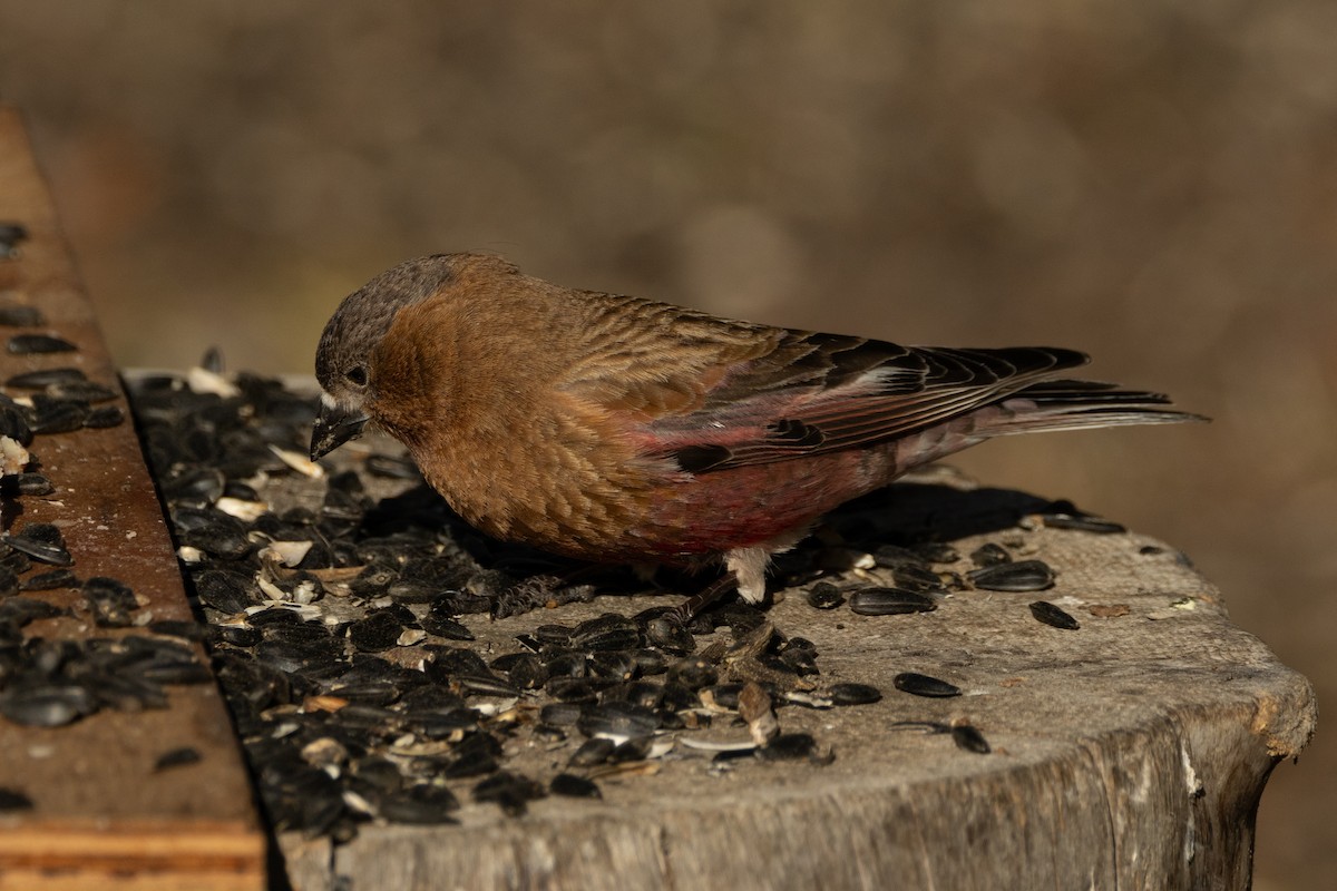 Brown-capped Rosy-Finch - ML618023720