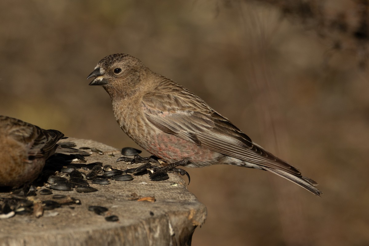 Brown-capped Rosy-Finch - ML618023721