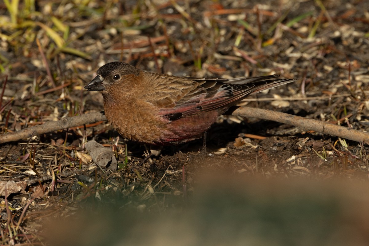 Brown-capped Rosy-Finch - ML618023722