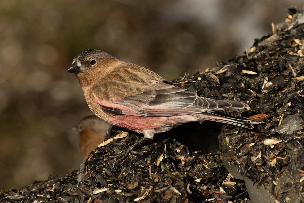 Brown-capped Rosy-Finch - ML618023723