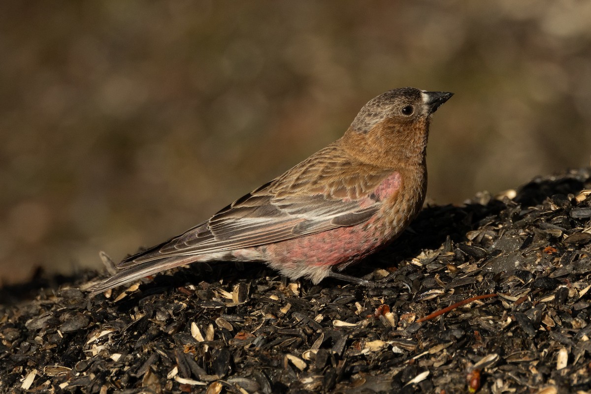 Brown-capped Rosy-Finch - ML618023724