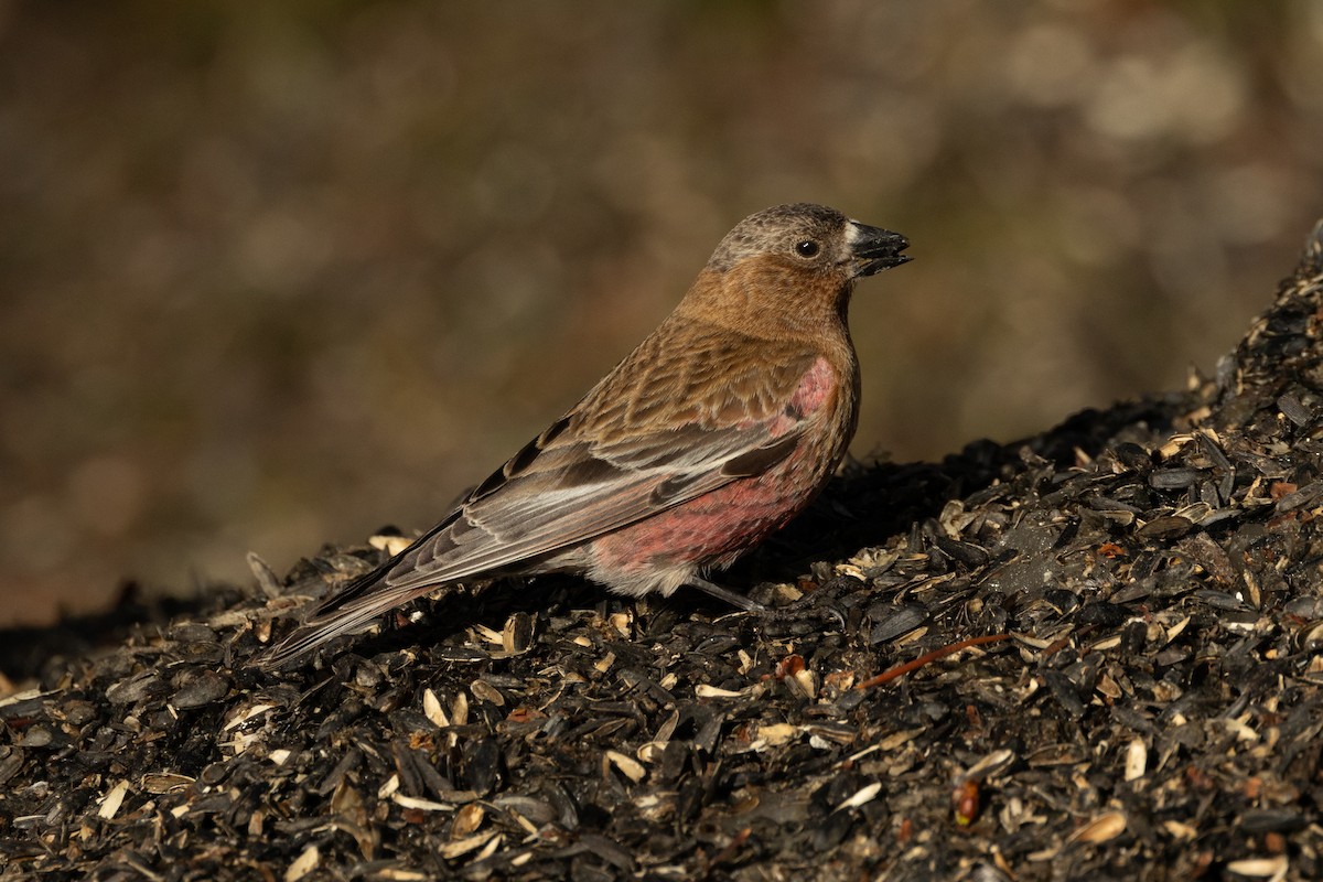 Brown-capped Rosy-Finch - ML618023725