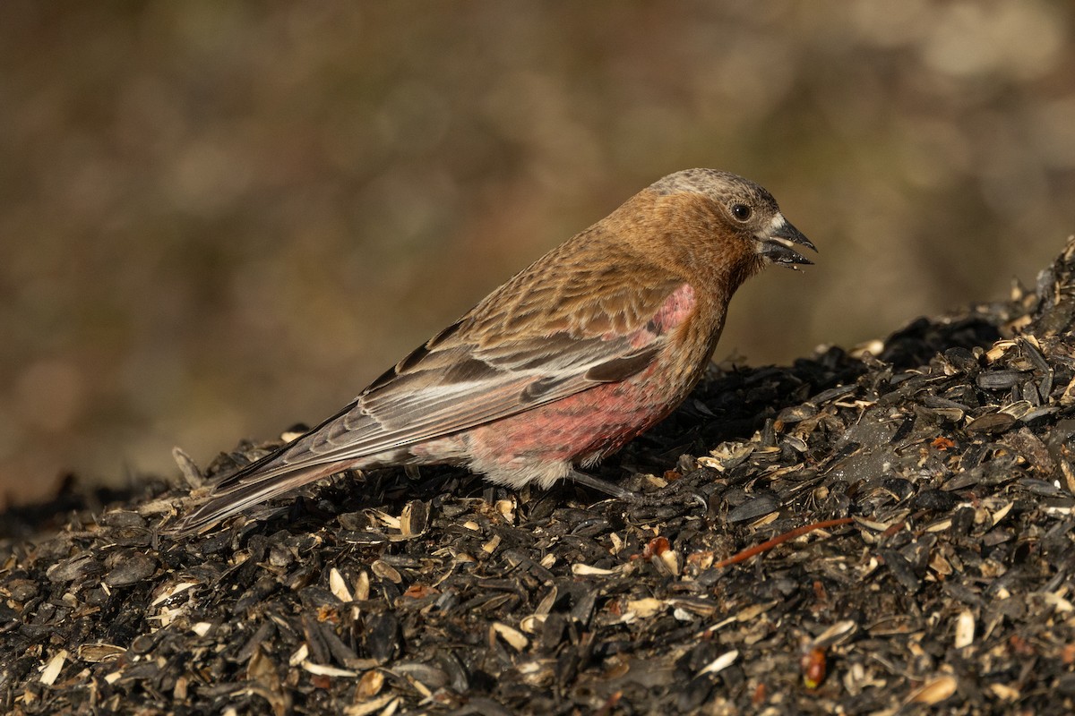 Brown-capped Rosy-Finch - ML618023726
