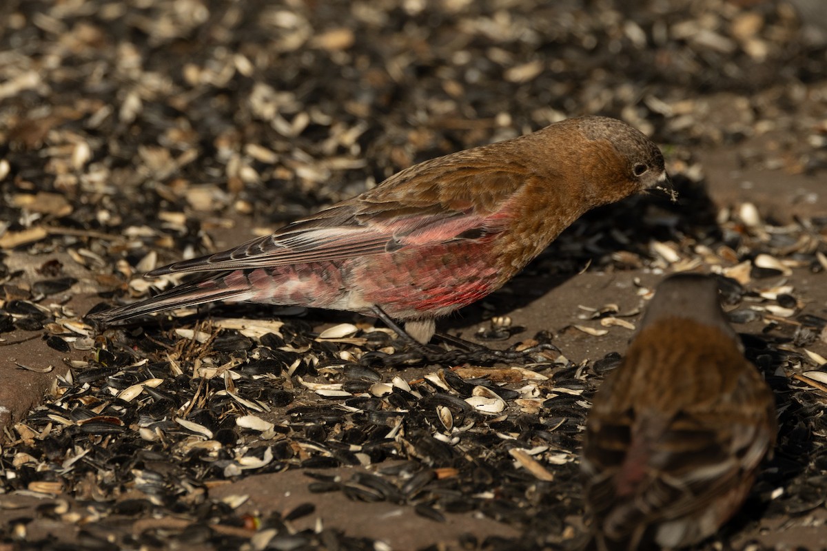 Brown-capped Rosy-Finch - ML618023728