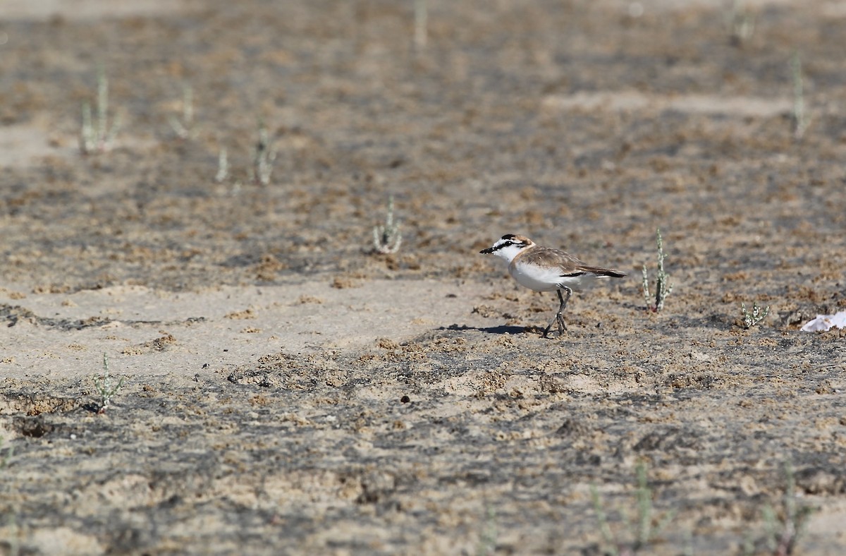 White-fronted Plover - ML618023733
