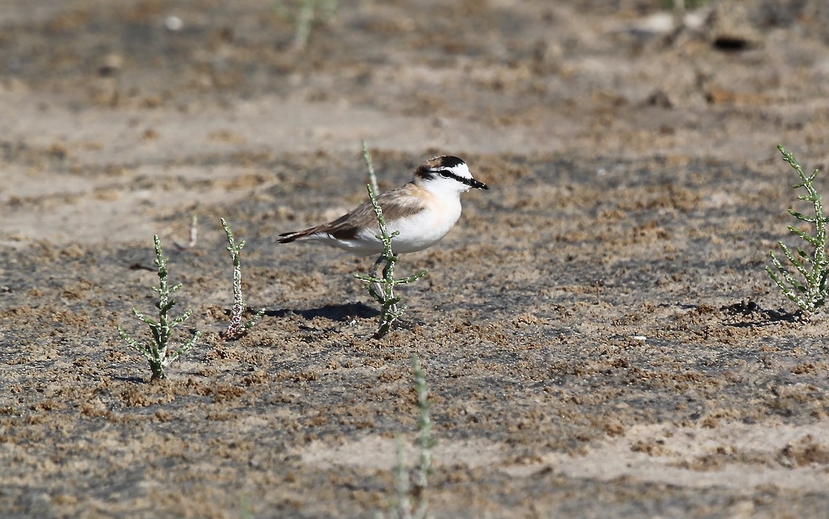White-fronted Plover - ML618023735