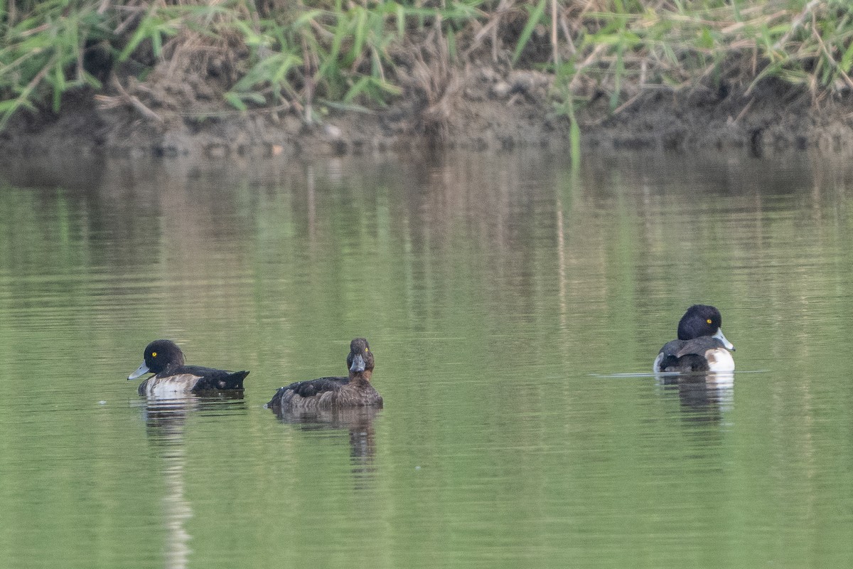 Tufted Duck - ML618023737