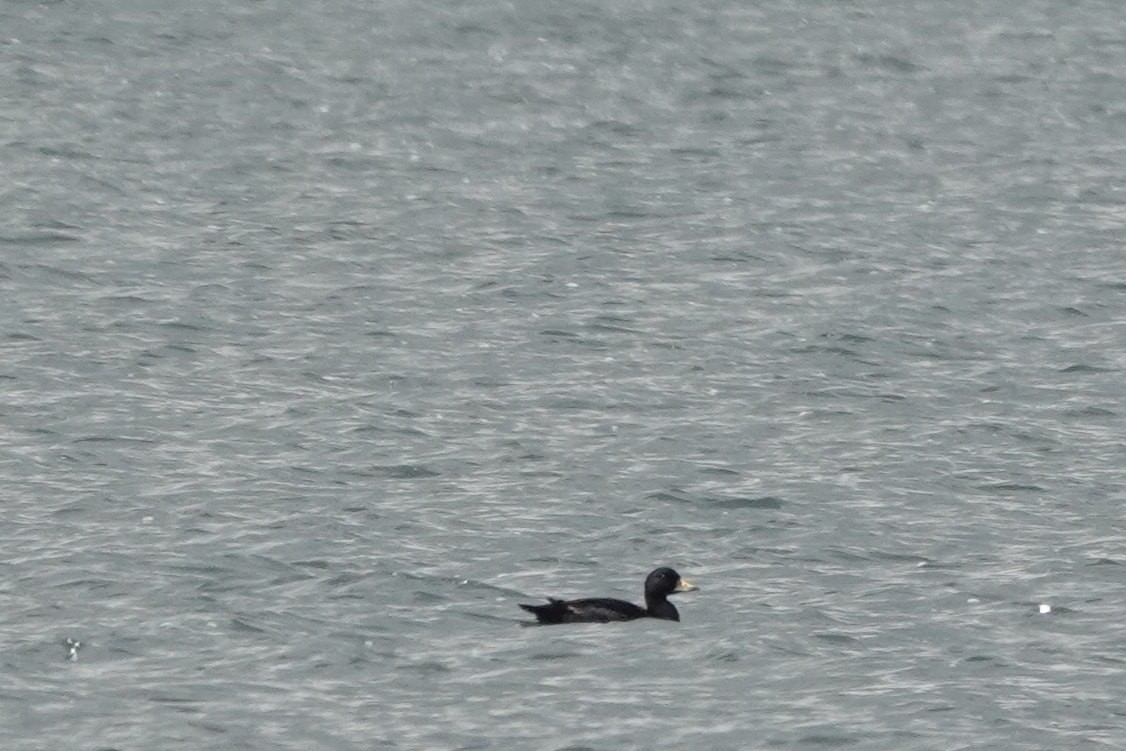 Common Scoter - Roly Pitts