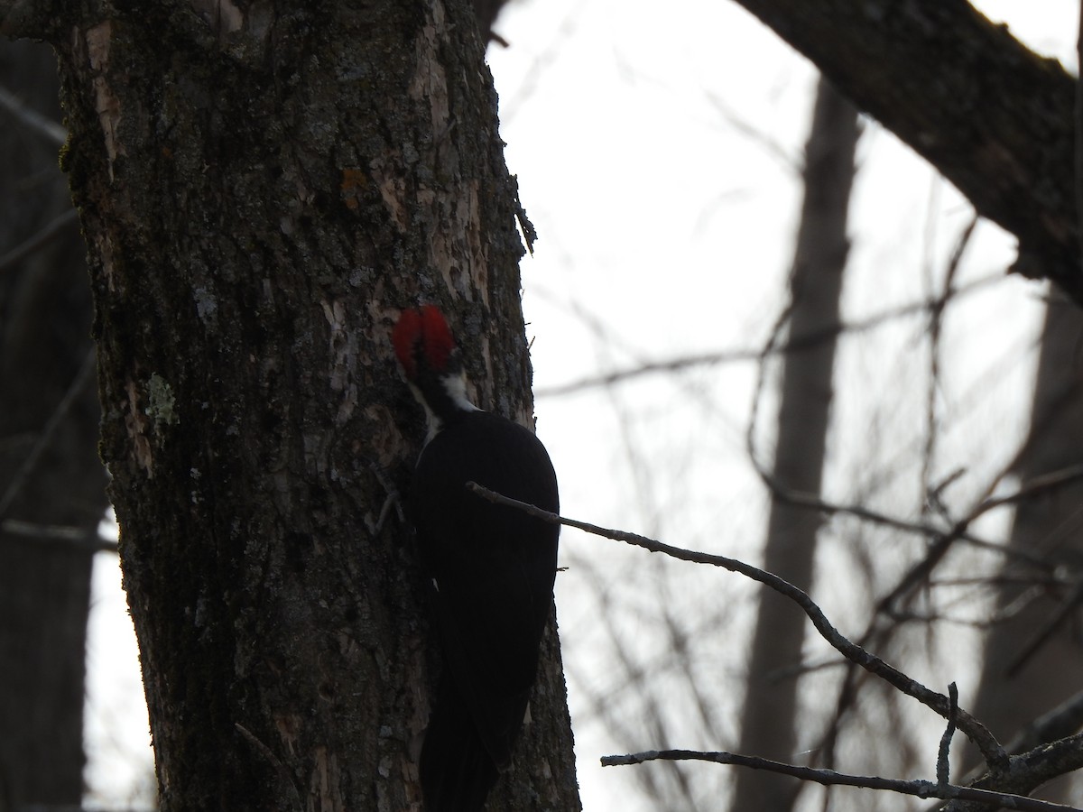 Pileated Woodpecker - Jacques Bélanger