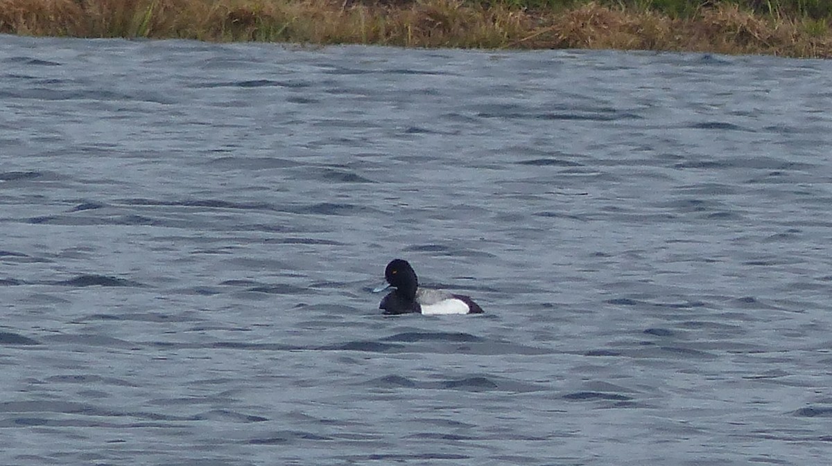 Greater Scaup - ML618023759