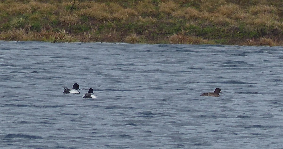 Greater Scaup - ML618023760