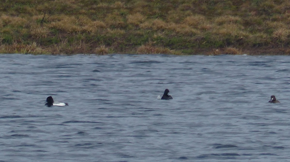 Greater Scaup - ML618023761