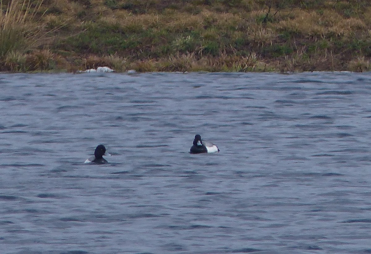 Greater Scaup - ML618023762
