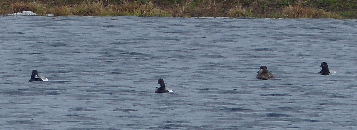 Greater Scaup - ML618023763