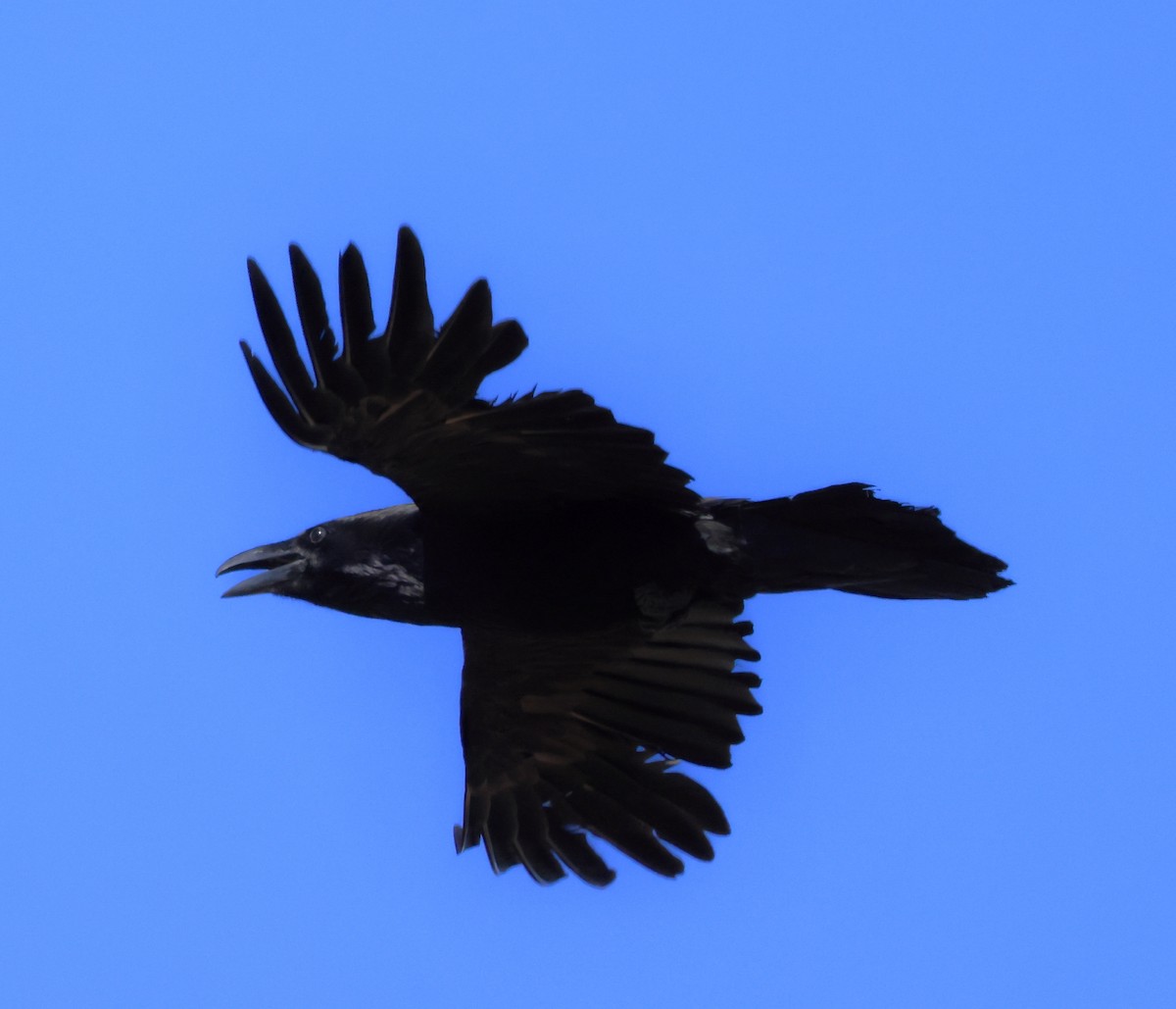 Common Raven - ML618023769
