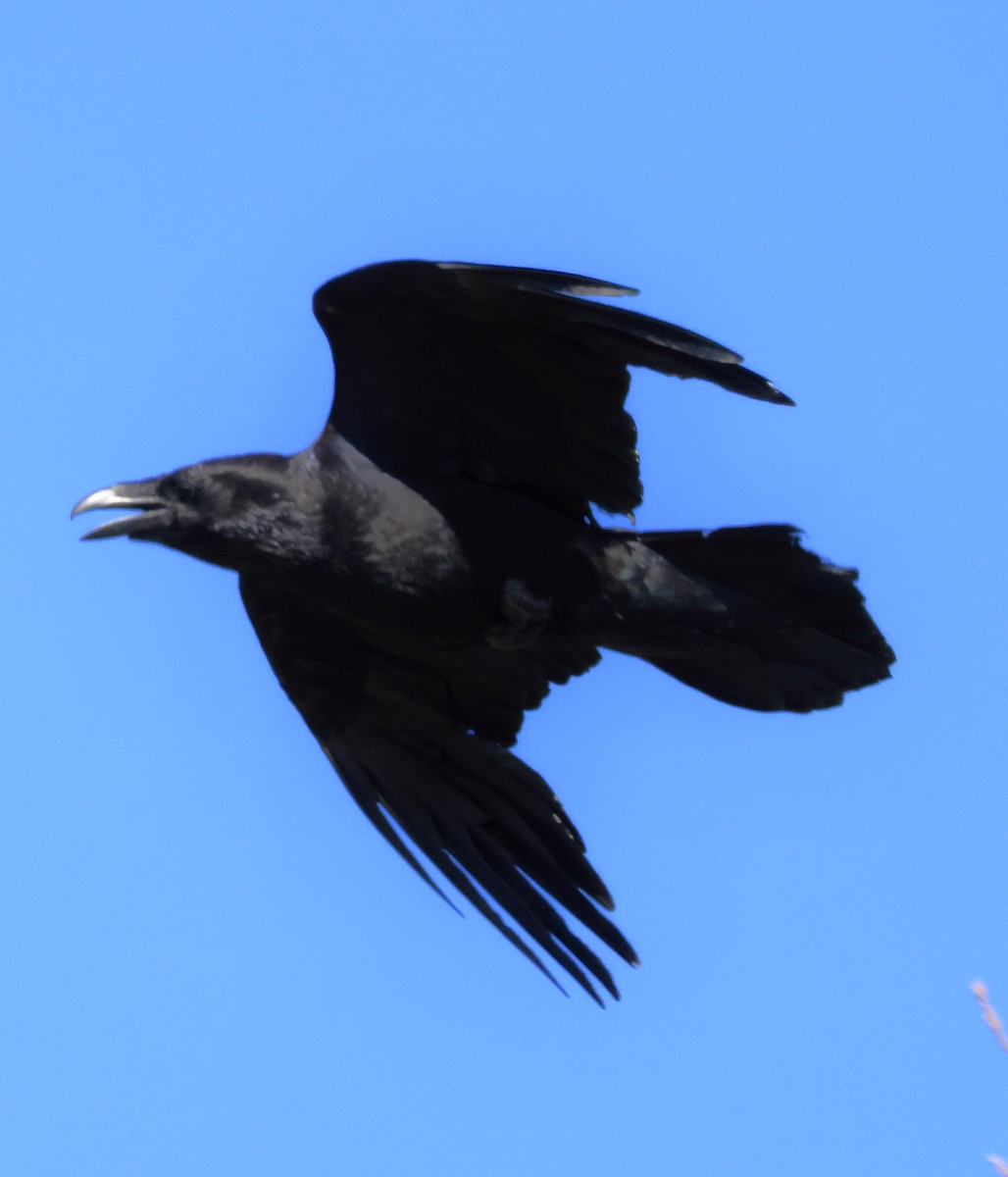 Common Raven - ML618023770