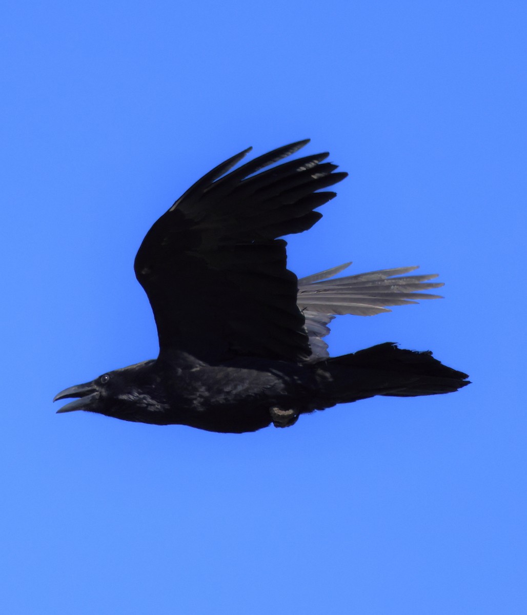 Common Raven - ML618023771