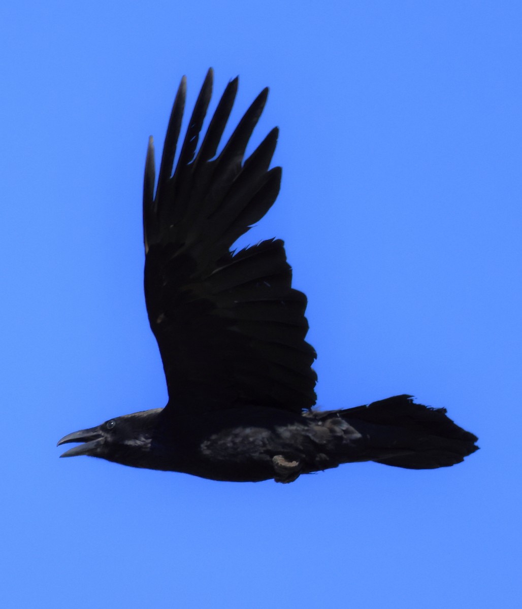 Common Raven - Bruce Cole