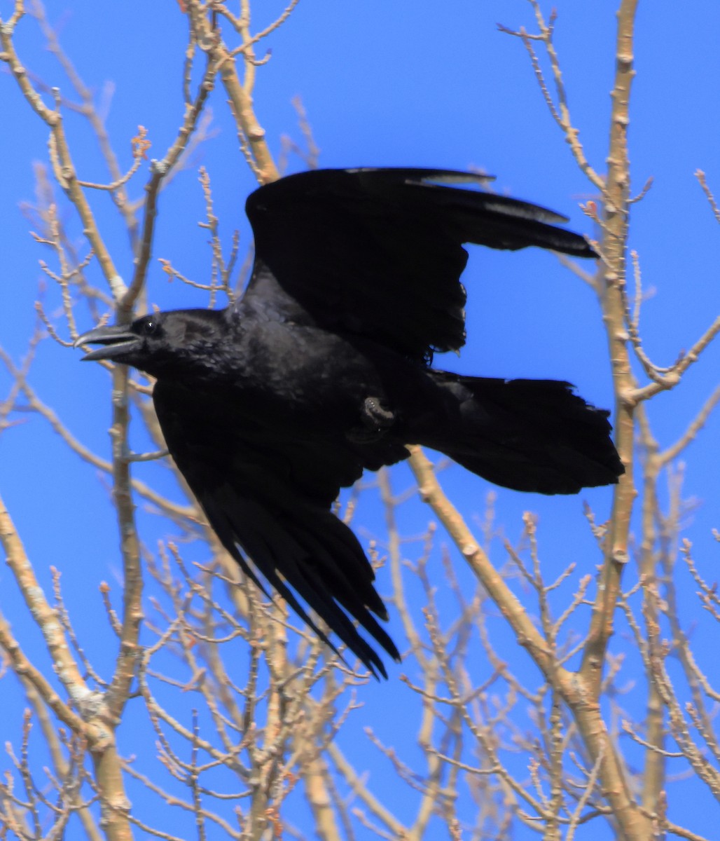 Common Raven - Bruce Cole