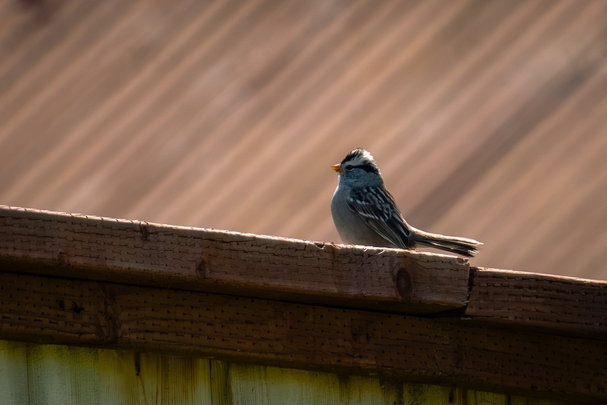 White-crowned Sparrow - Richie Frerking