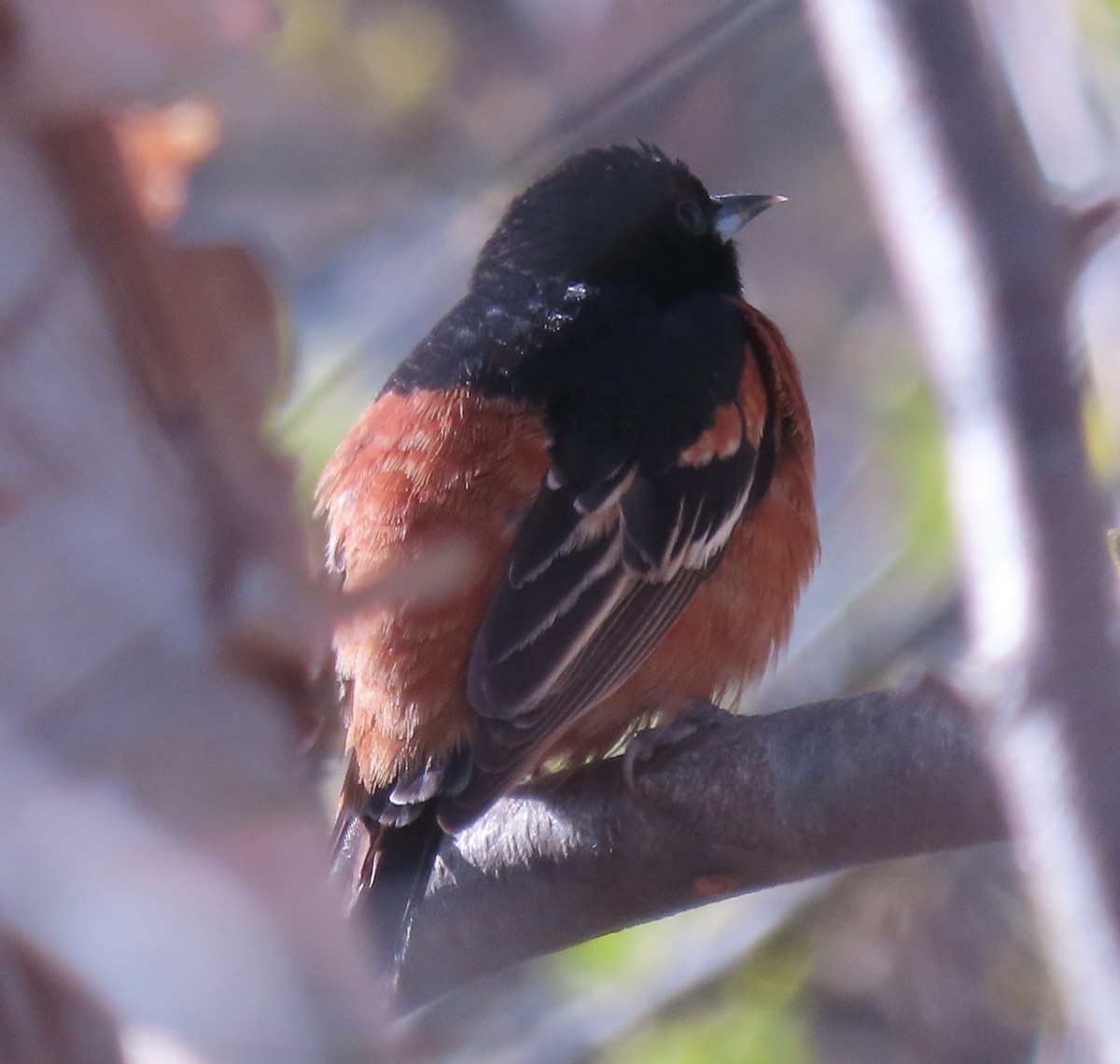 Orchard Oriole - ML618023856