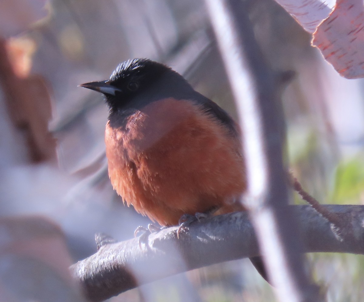 Orchard Oriole - ML618023857