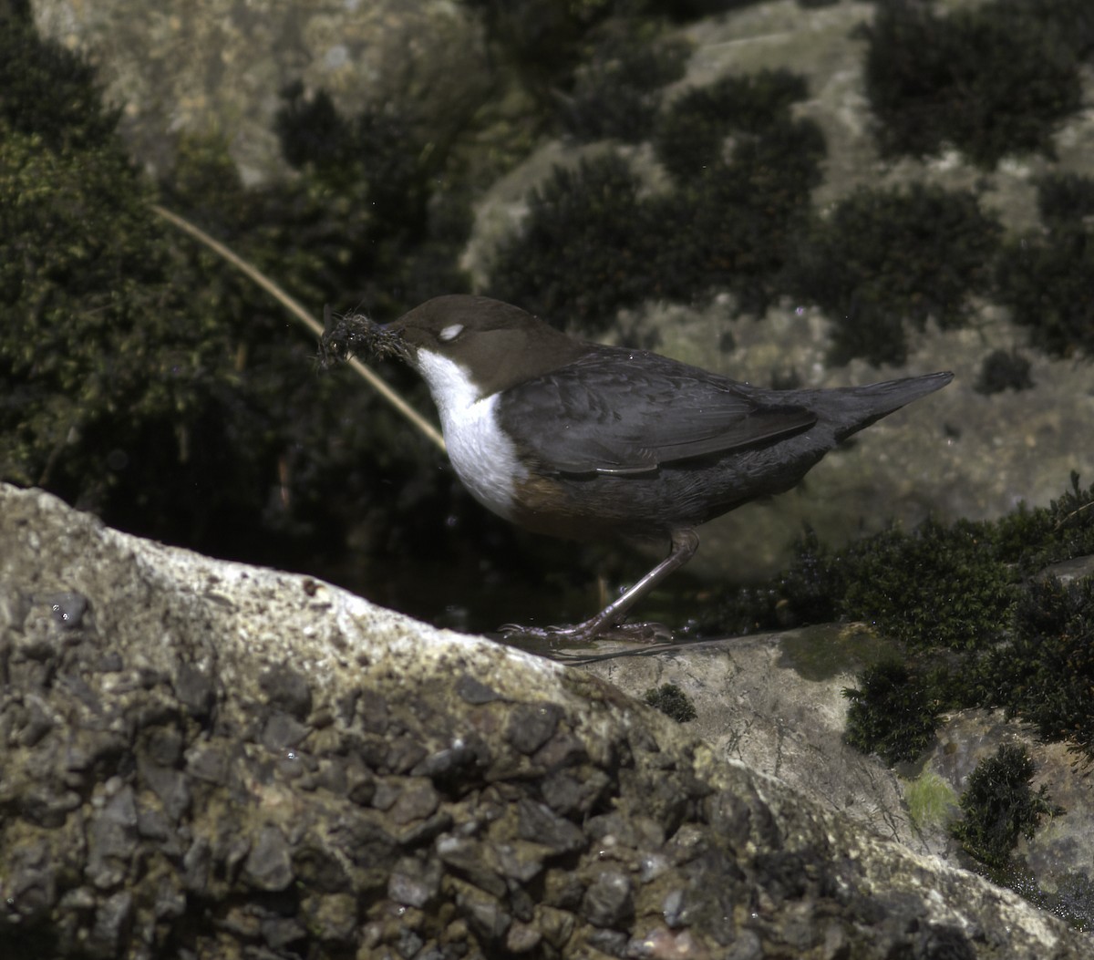 White-throated Dipper - Andy Benson