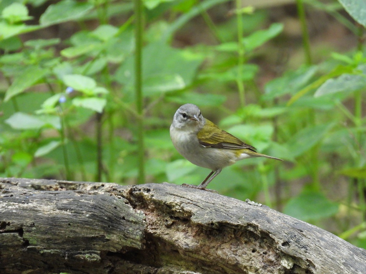 Tennessee Warbler - Mary Richards