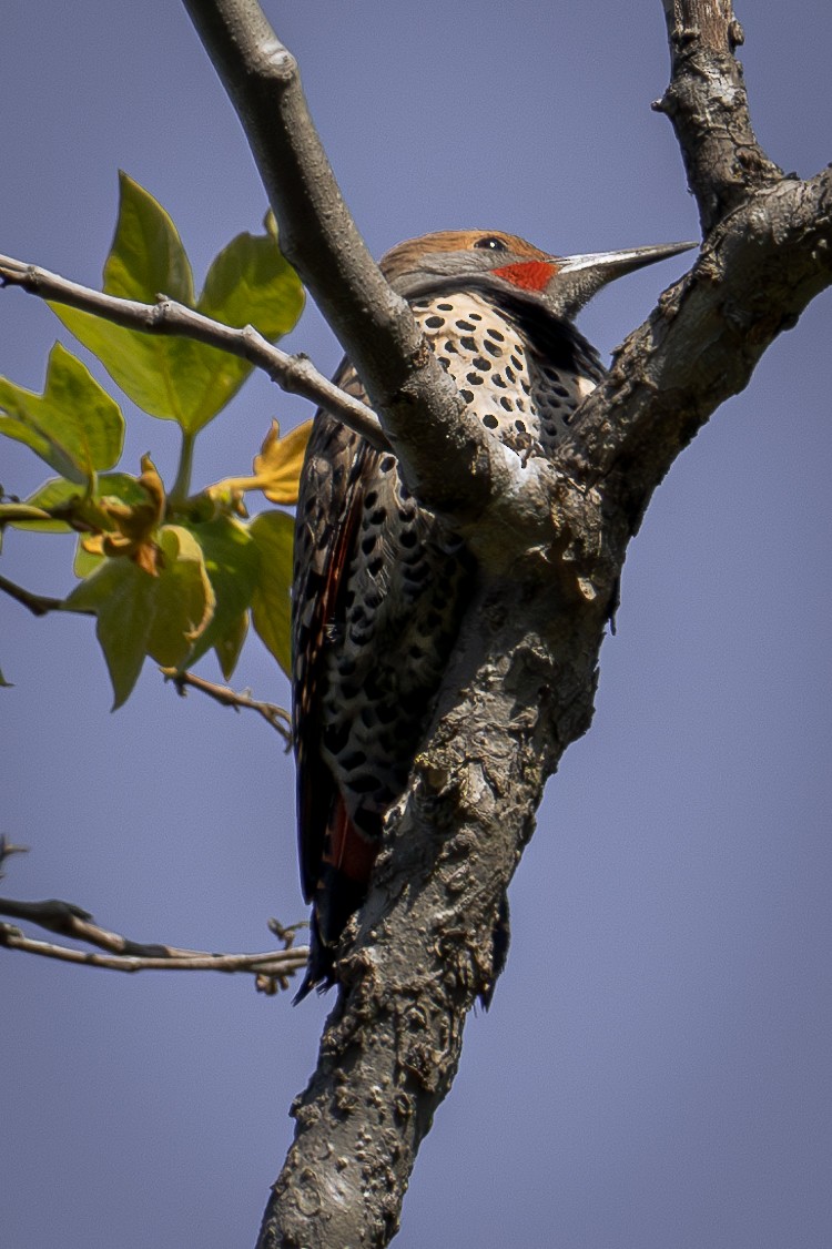 Acorn Woodpecker - ML618023871