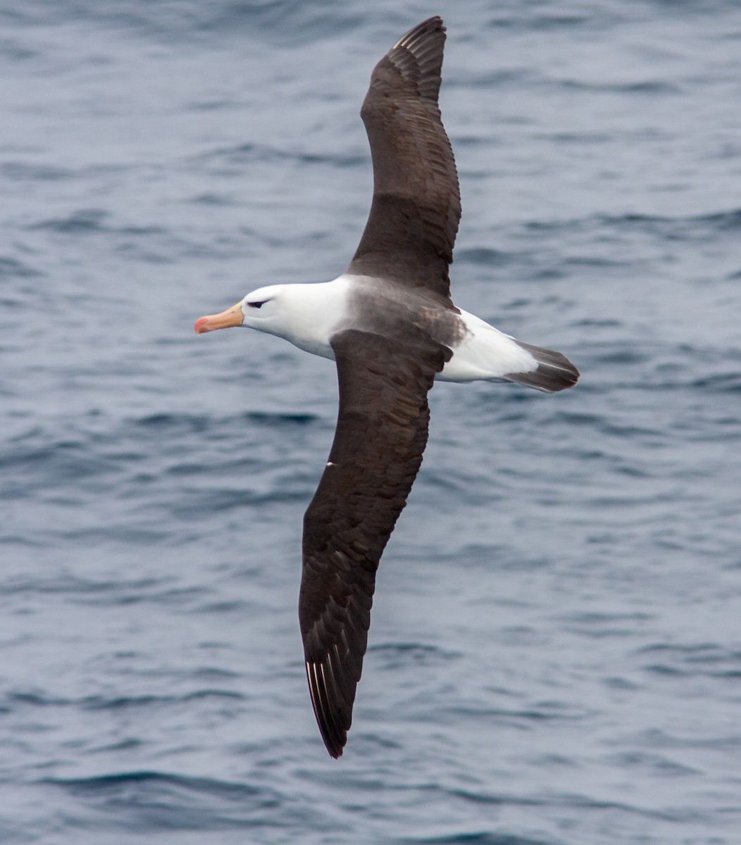 Black-browed Albatross - ML618023873