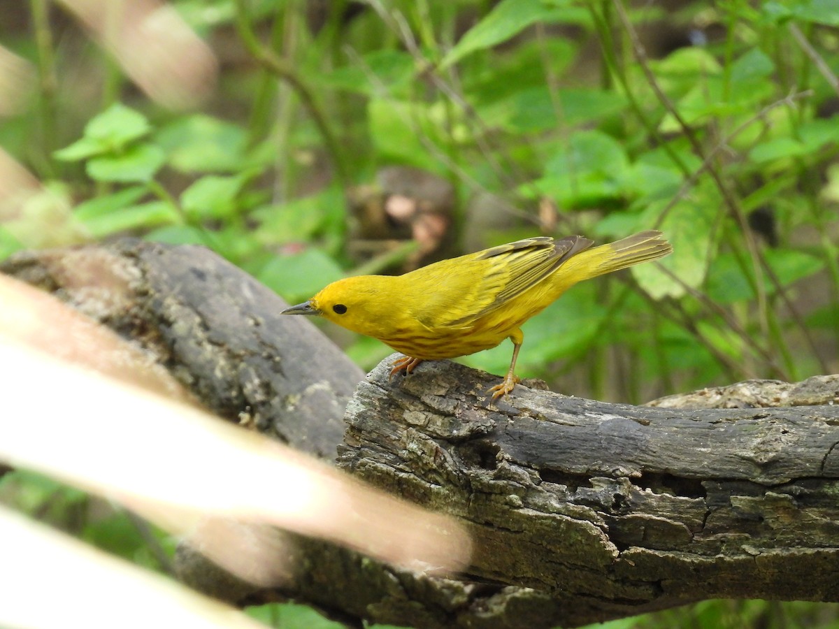 Yellow Warbler - Mary Richards