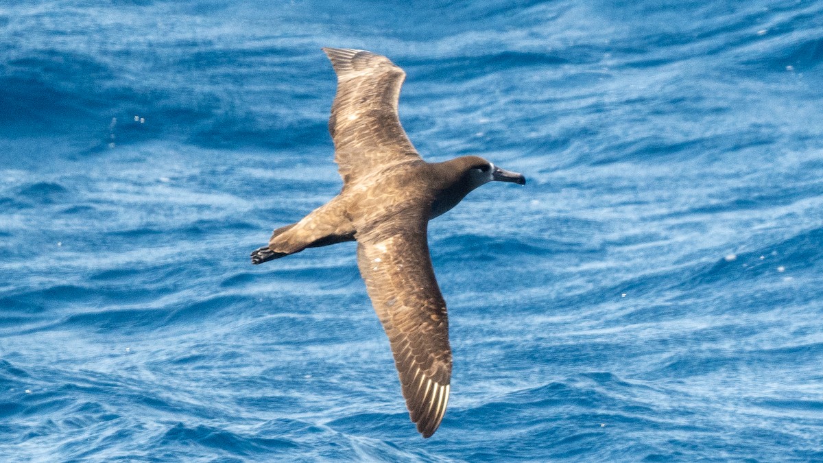 Black-footed Albatross - ML618023894