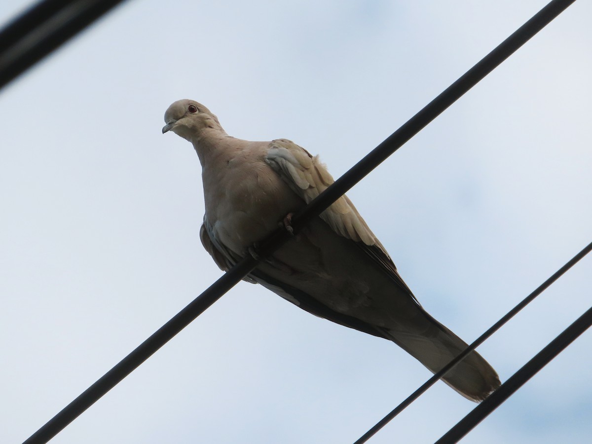 Eurasian Collared-Dove - ML618023907