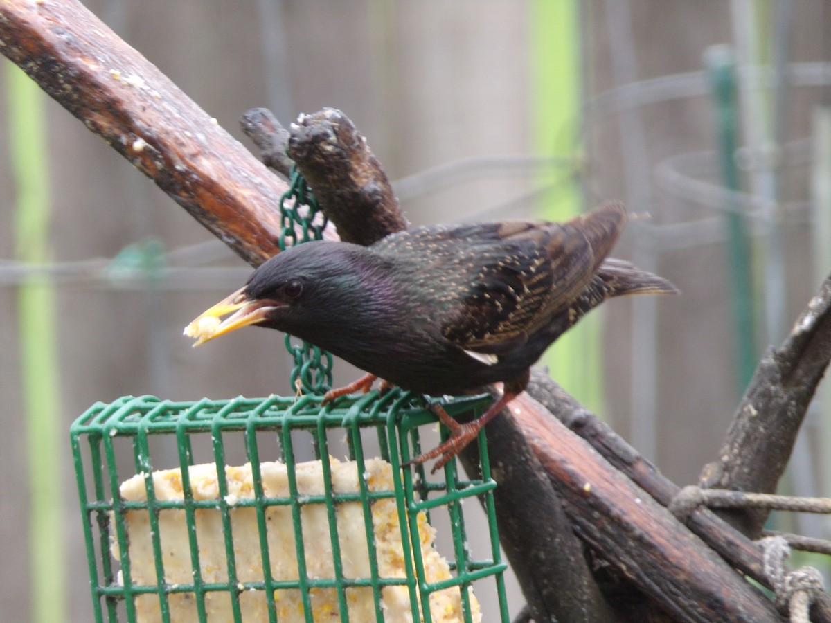 European Starling - Texas Bird Family