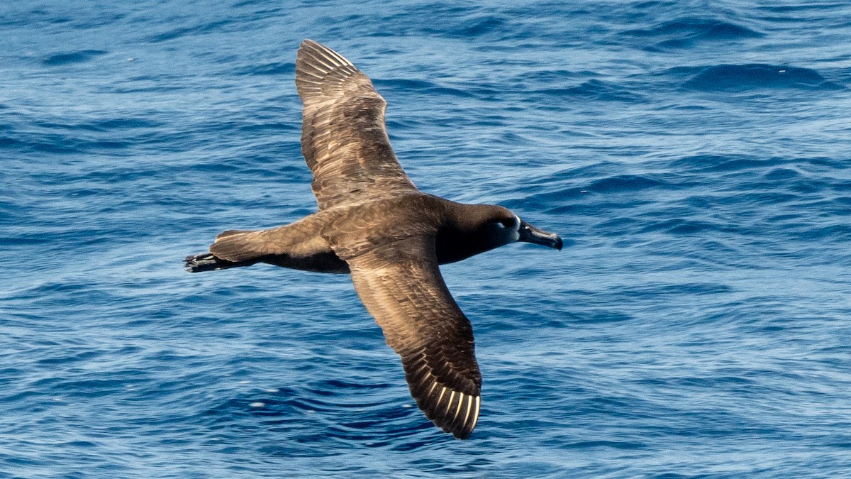 Black-footed Albatross - ML618023934