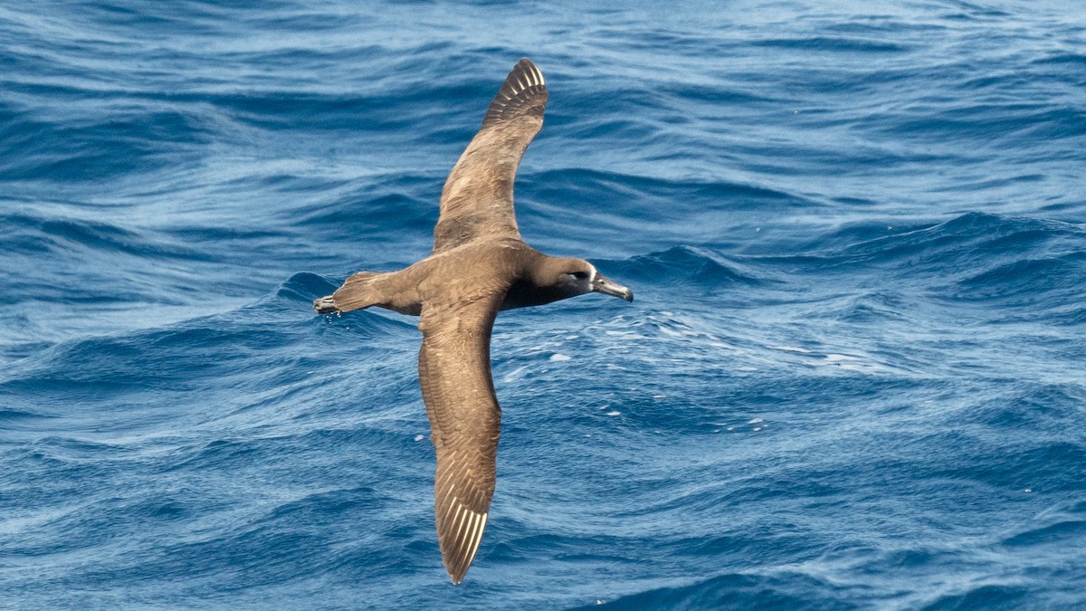 Black-footed Albatross - ML618023935