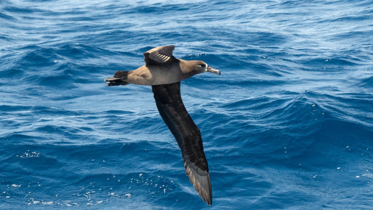 Black-footed Albatross - ML618023936