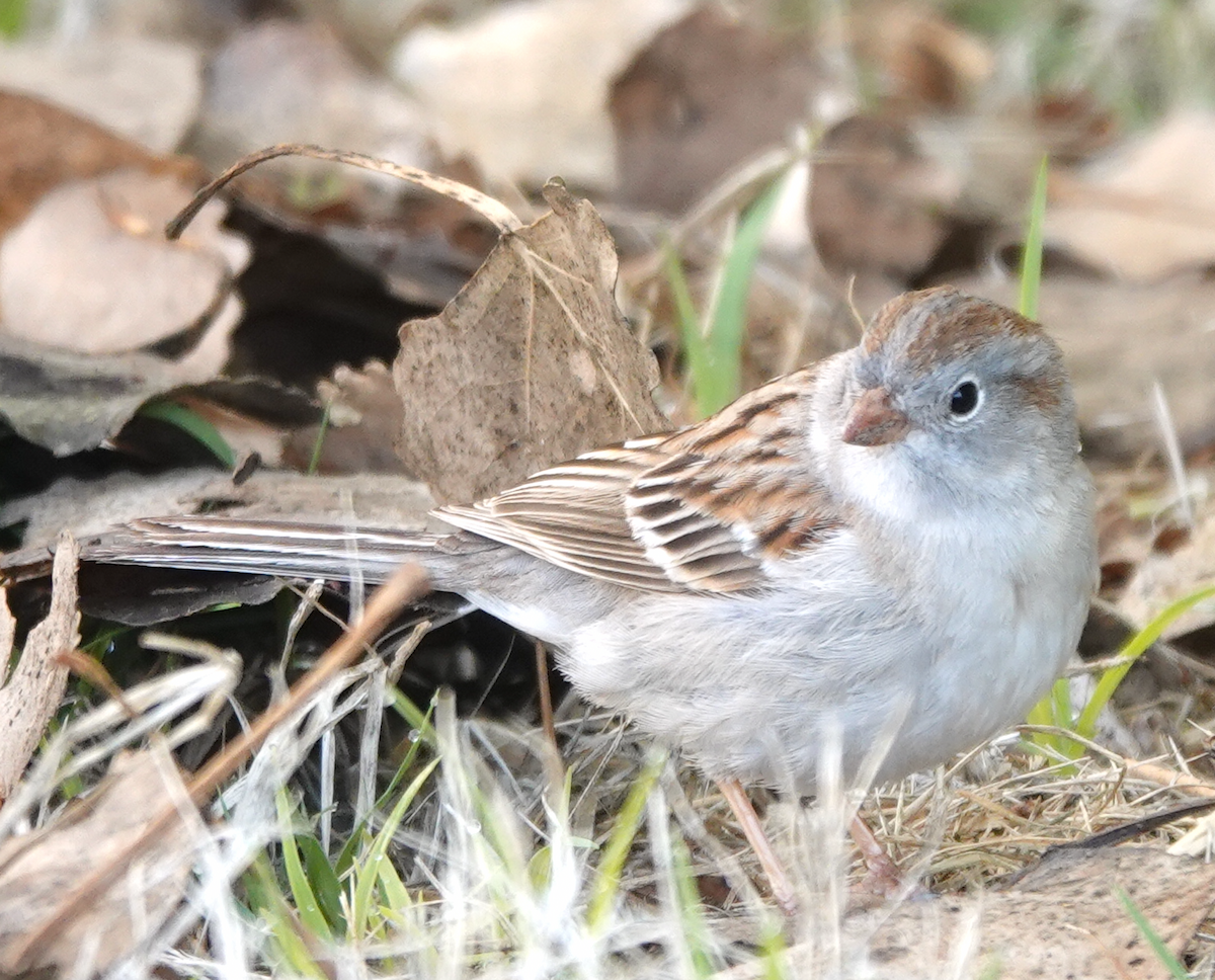 Field Sparrow - ML618023982