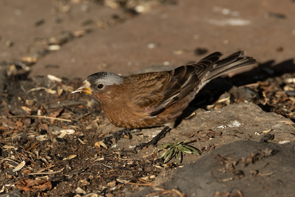 Gray-crowned Rosy-Finch (Gray-crowned) - ML618023984
