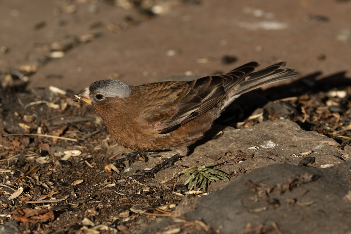 Gray-crowned Rosy-Finch (Gray-crowned) - ML618023985
