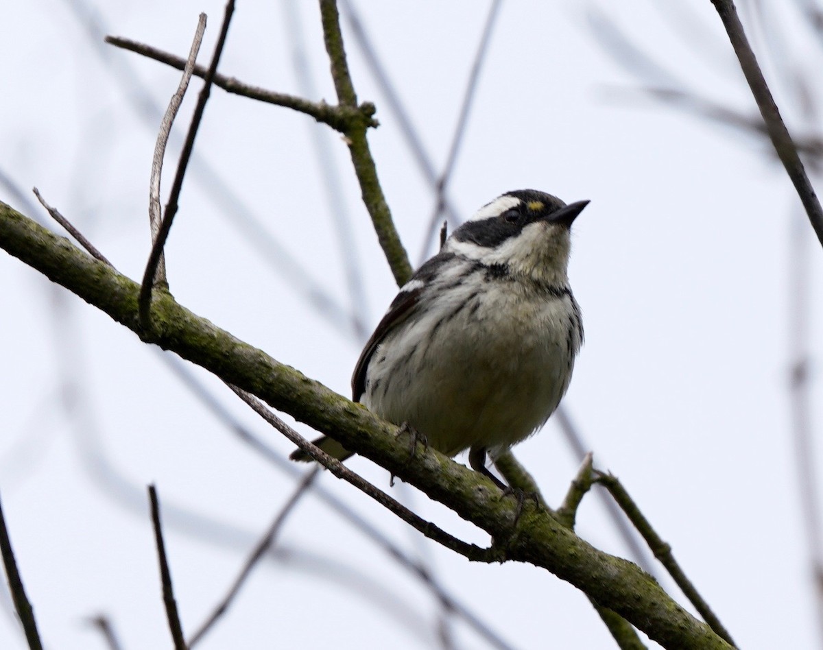 Black-throated Gray Warbler - Sibylle Hechtel