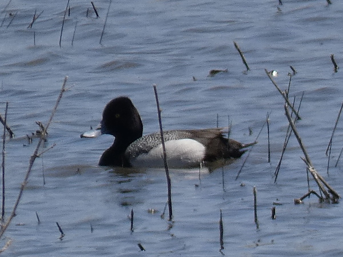 Lesser Scaup - Cory Ross