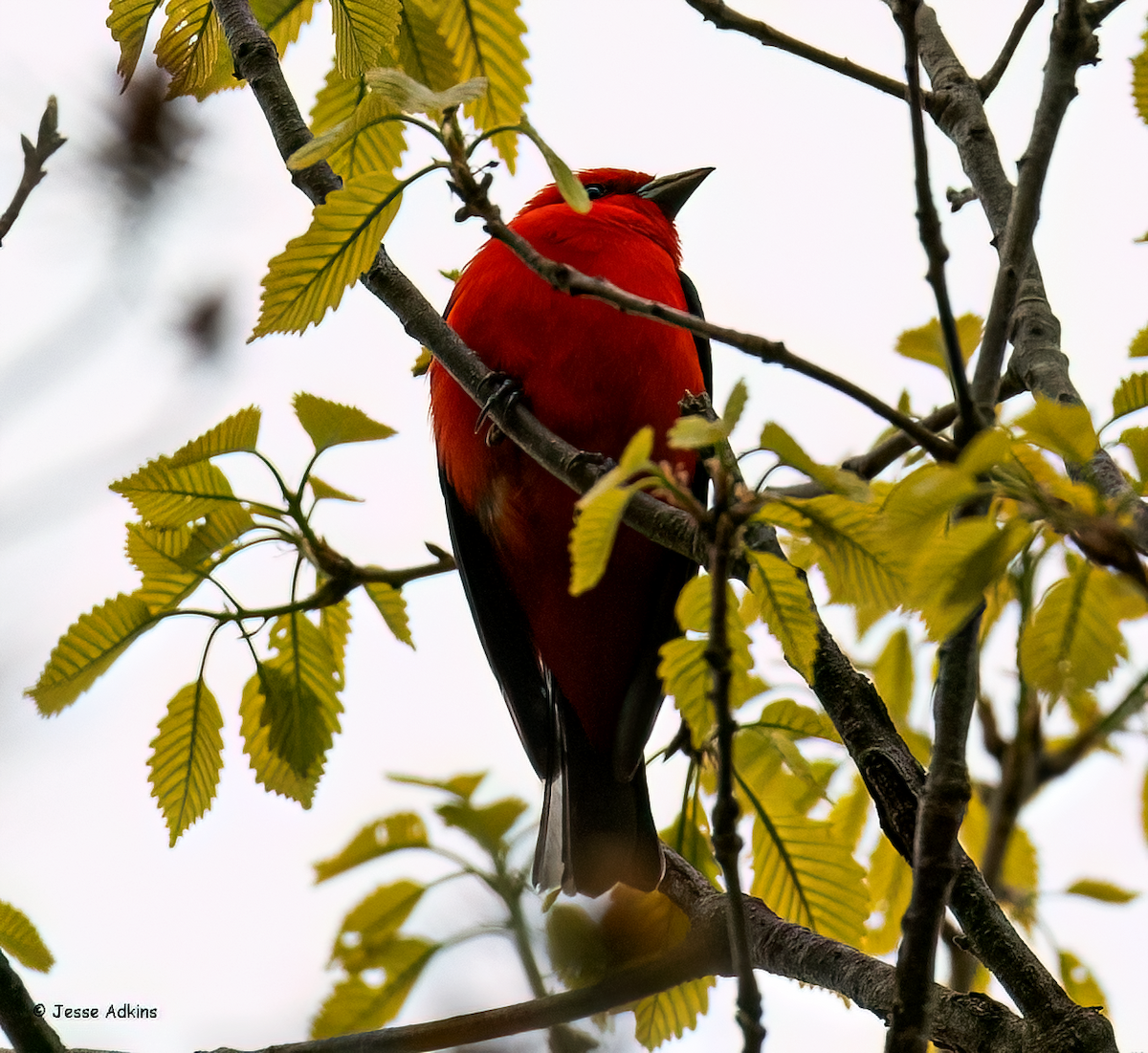 Scarlet Tanager - ML618024002